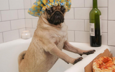 8 Instagram-Famous Dogs You Should Be Following