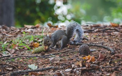 Take a Hike: Our Favorite Spots to Find Spring in Alabama