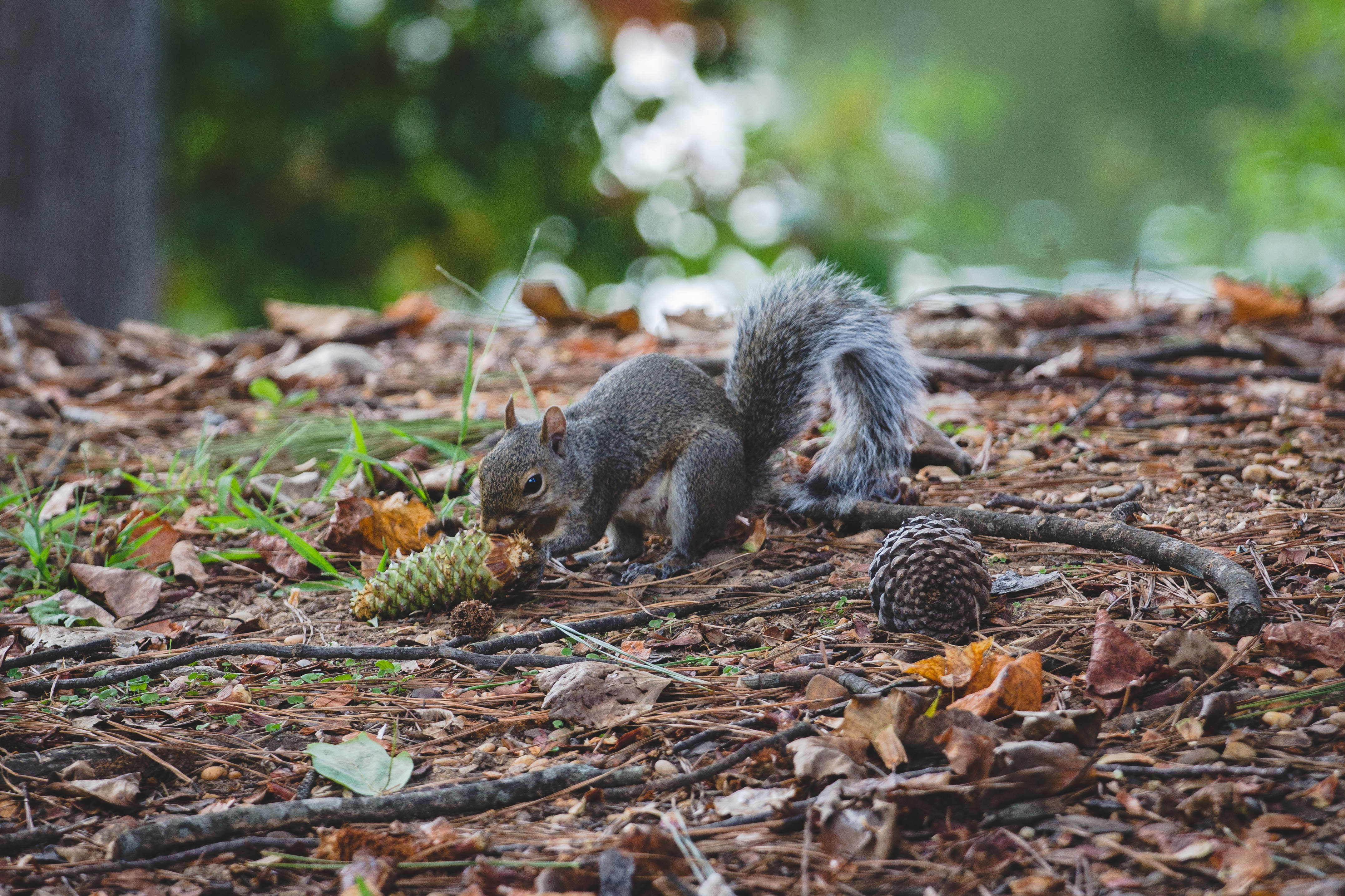 Take a Hike: Our Favorite Spots to Find Spring in Alabama