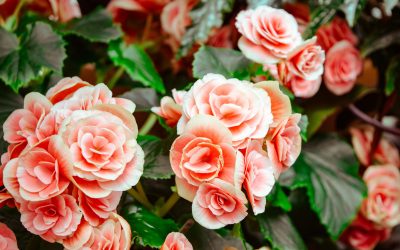 Rags to Roses