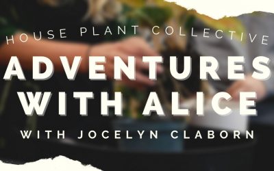 Adventures with Alice: House Plant Collective