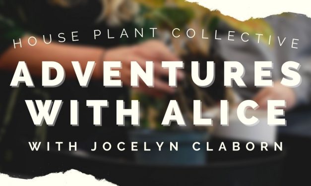 Adventures with Alice: House Plant Collective