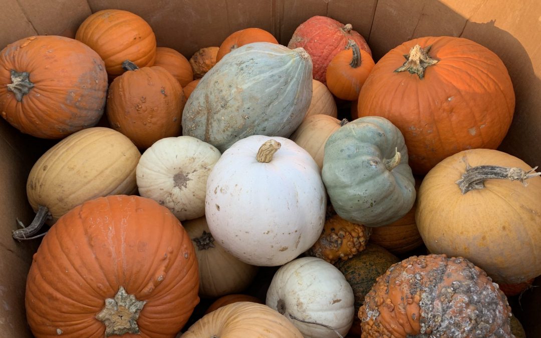 Falling for You: 8 Fall Activities for You and Your Loved Ones